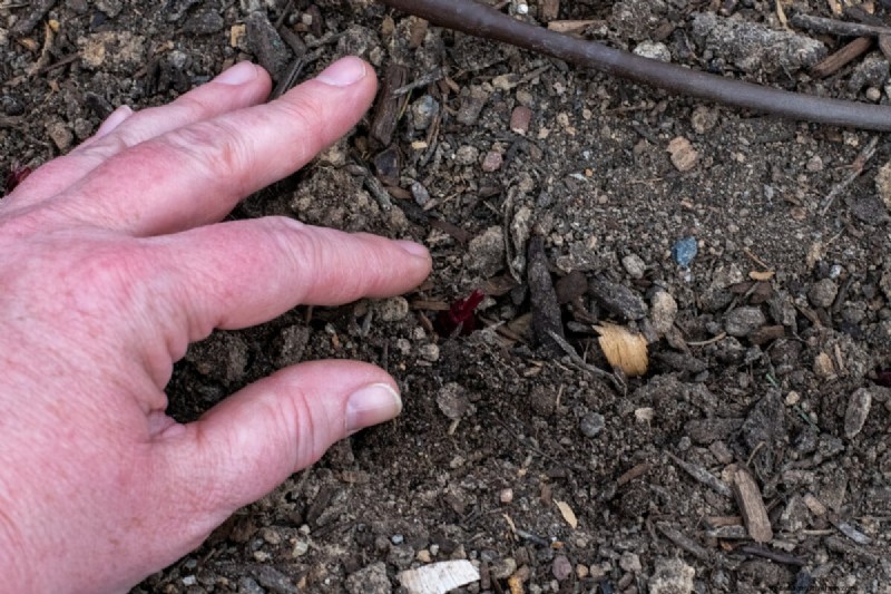 Grow Perfect Onions: A Beginner s Guide to Bountiful Harvests