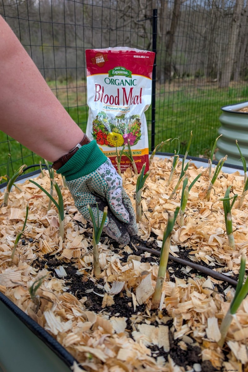 Grow Perfect Onions: A Beginner s Guide to Bountiful Harvests