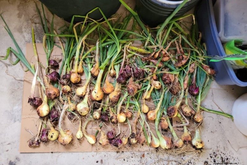 Grow Perfect Onions: A Beginner s Guide to Bountiful Harvests