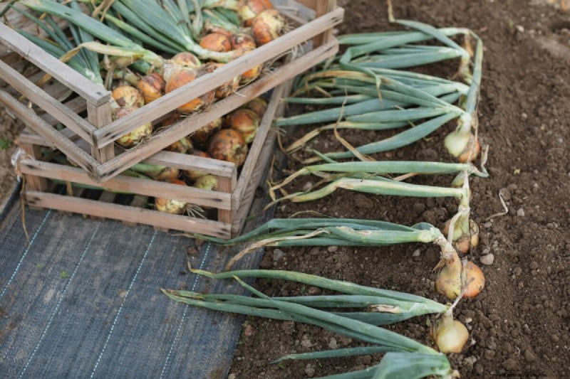Grow Perfect Onions: A Beginner s Guide to Bountiful Harvests