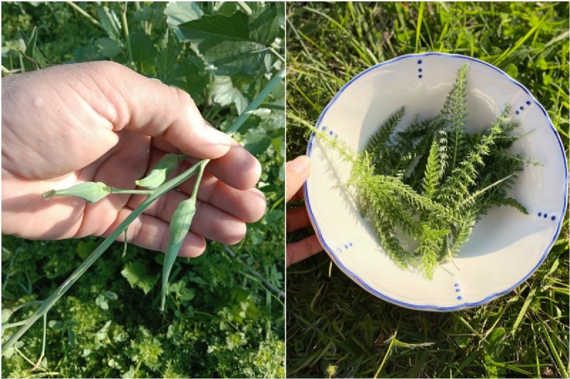 Unlock Hidden Garden Bounty: 20 Unexpected Harvests