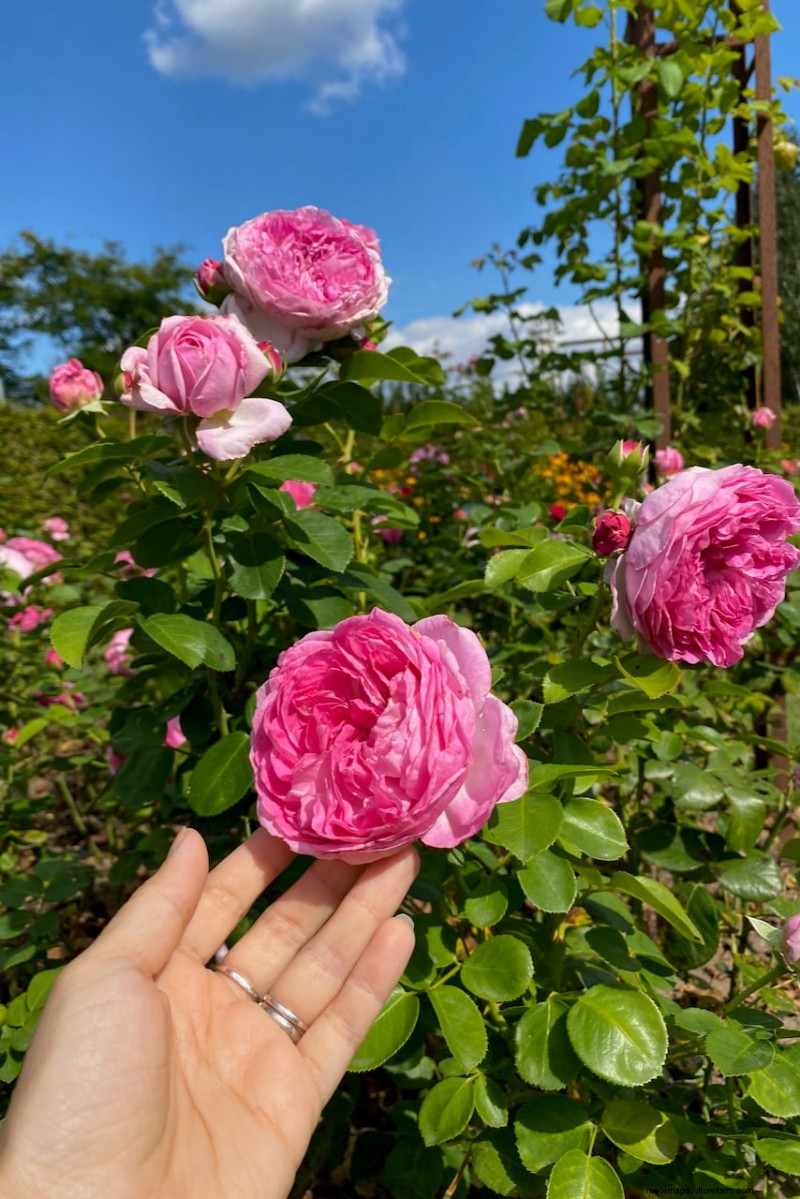 Unlock Hidden Garden Bounty: 20 Unexpected Harvests