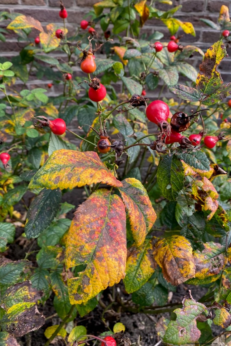 Unlock Hidden Garden Bounty: 20 Unexpected Harvests