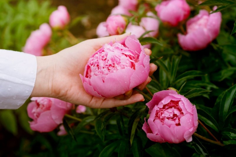 Unlock Hidden Garden Bounty: 20 Unexpected Harvests