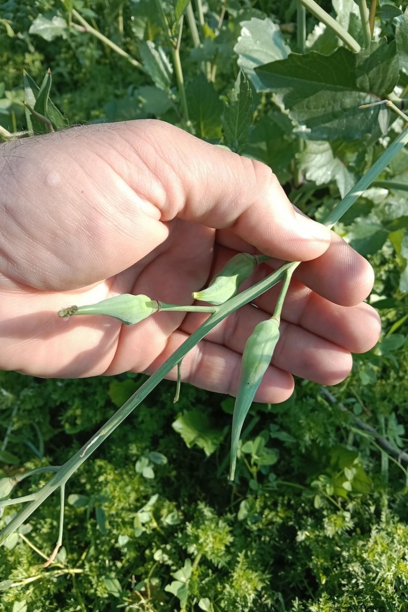 Unlock Hidden Garden Bounty: 20 Unexpected Harvests