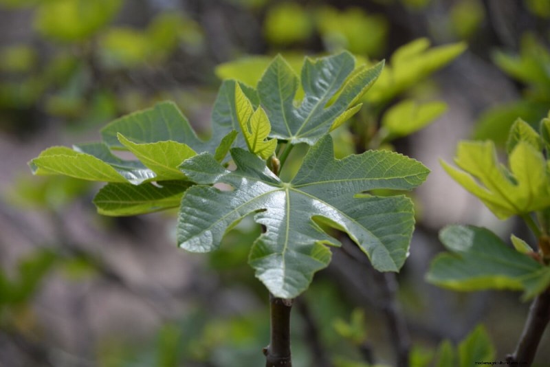 Unlock Hidden Garden Bounty: 20 Unexpected Harvests