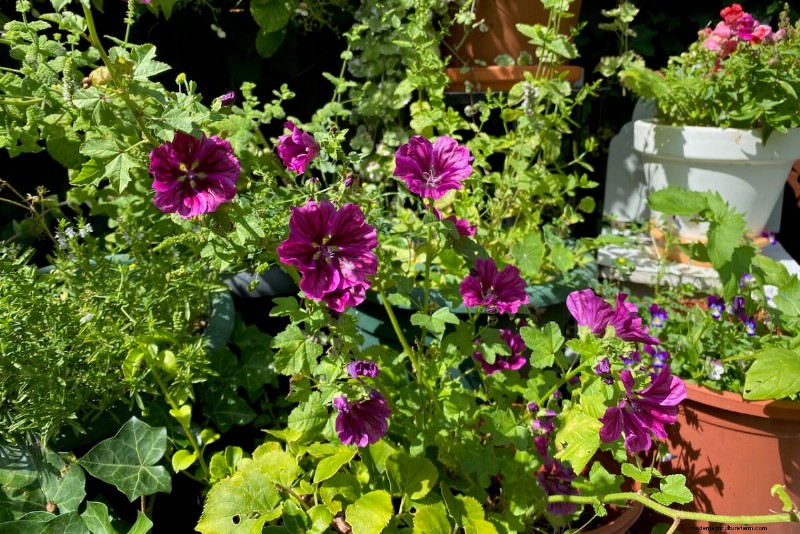 Unlock Hidden Garden Bounty: 20 Unexpected Harvests