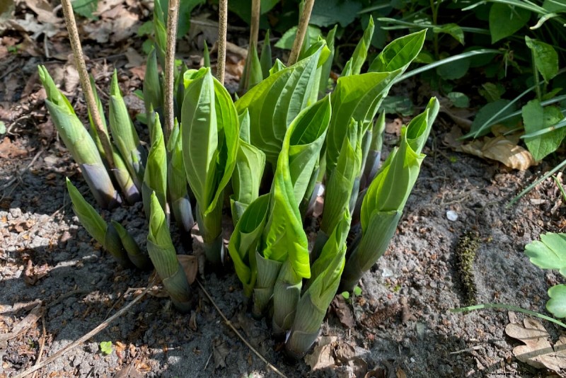 Unlock Hidden Garden Bounty: 20 Unexpected Harvests