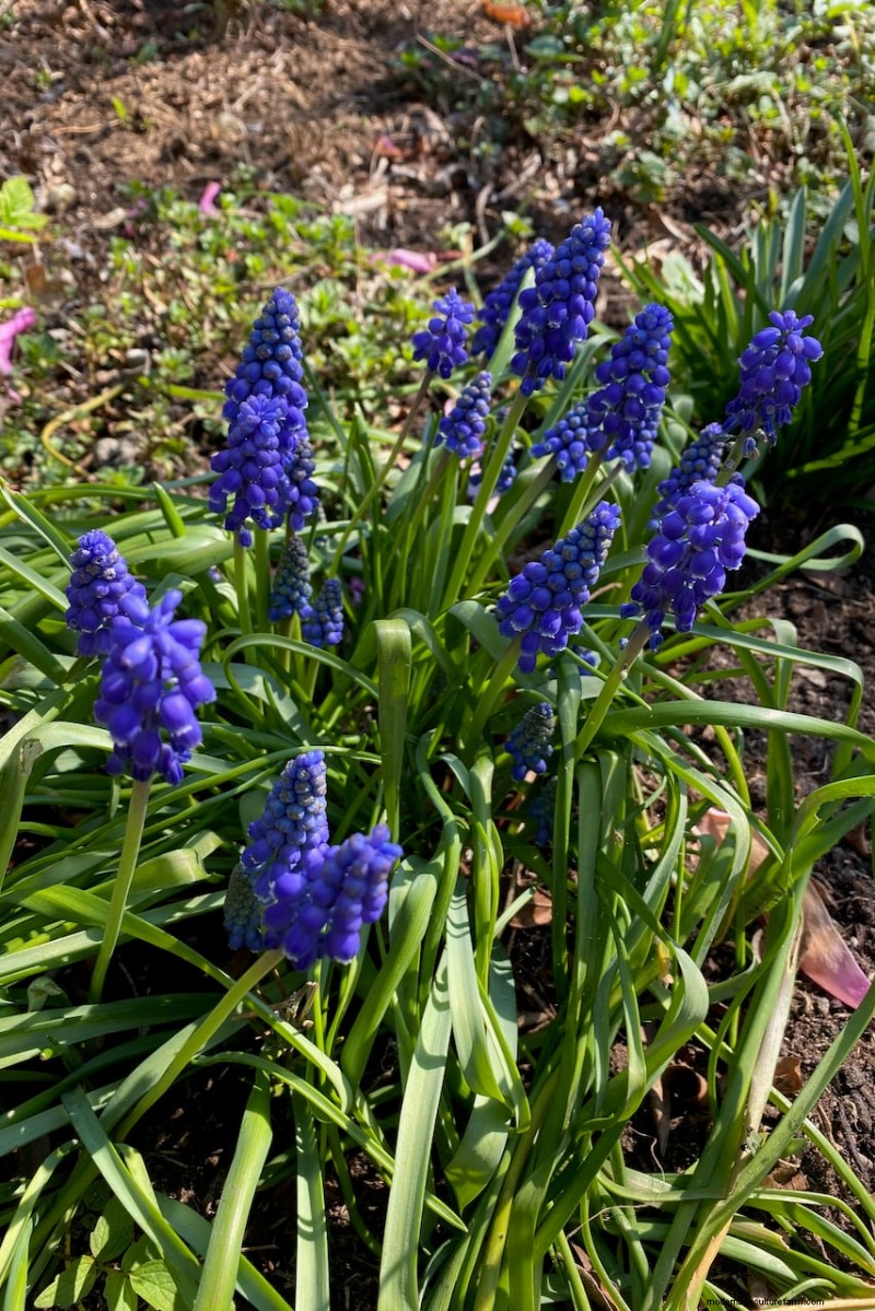 Unlock Hidden Garden Bounty: 20 Unexpected Harvests