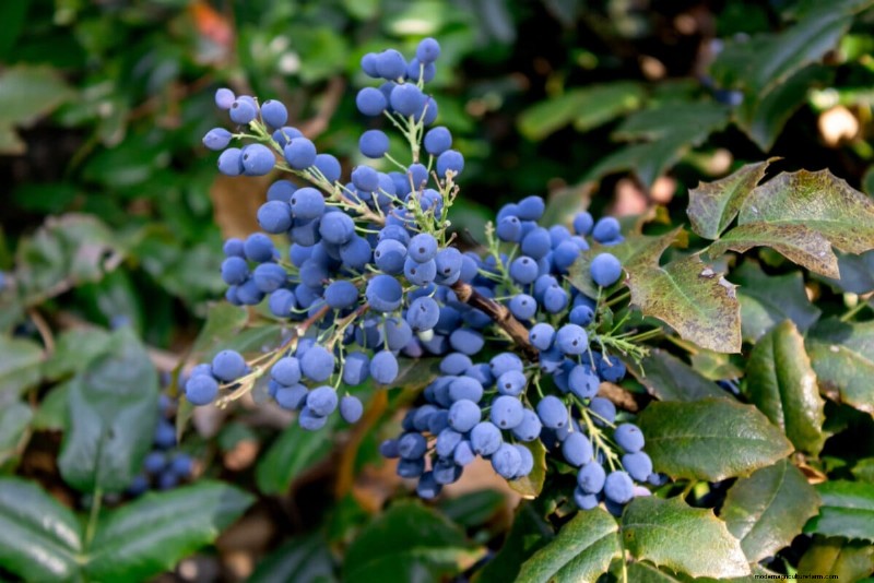 Unlock Hidden Garden Bounty: 20 Unexpected Harvests