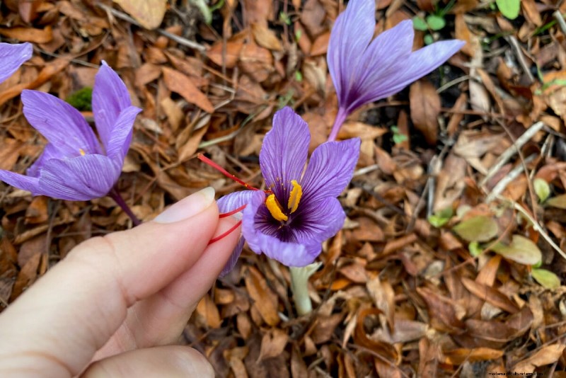 Unlock Hidden Garden Bounty: 20 Unexpected Harvests