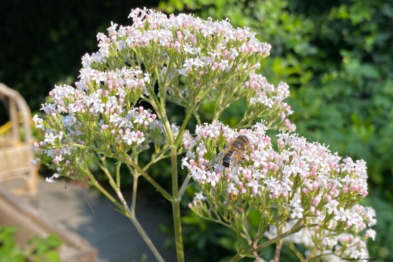 Unlock Hidden Garden Bounty: 20 Unexpected Harvests