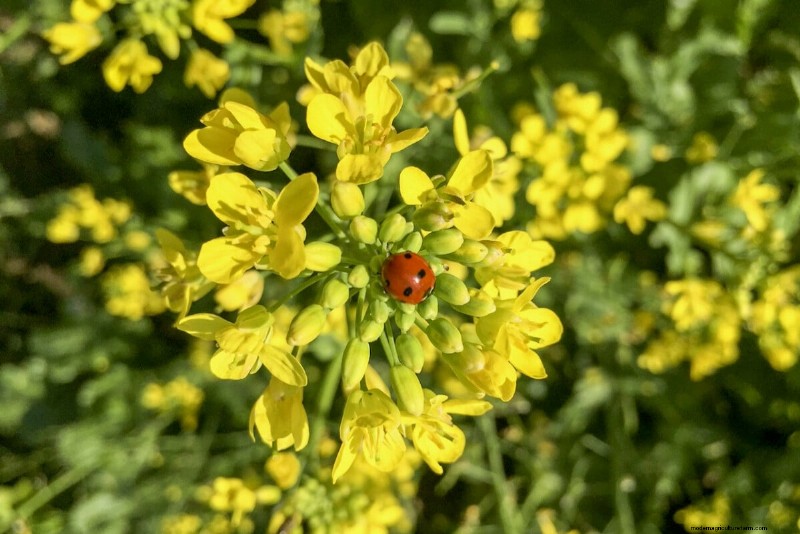 Unlock Hidden Garden Bounty: 20 Unexpected Harvests
