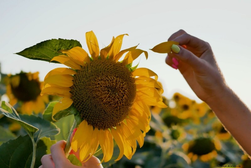 Unlock Hidden Garden Bounty: 20 Unexpected Harvests