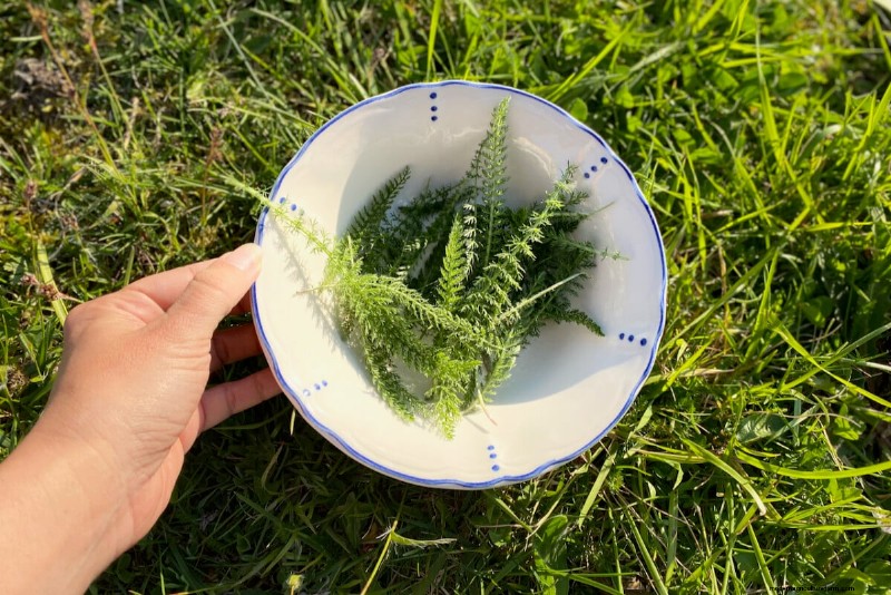 Unlock Hidden Garden Bounty: 20 Unexpected Harvests
