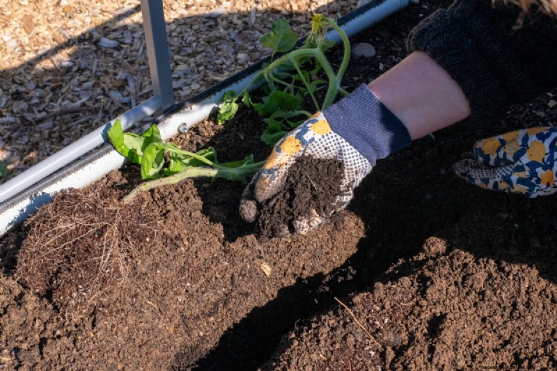 Boost Tomato Growth: Essential Amendments for Planting