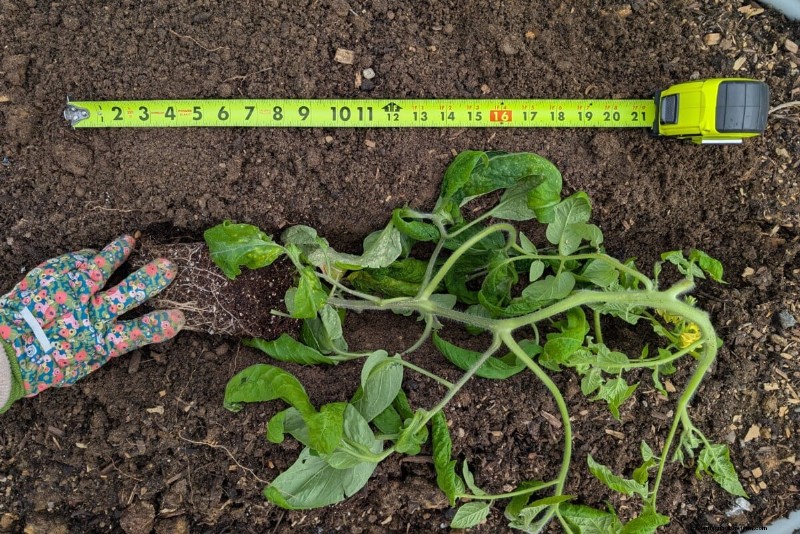 Boost Tomato Growth: Essential Amendments for Planting