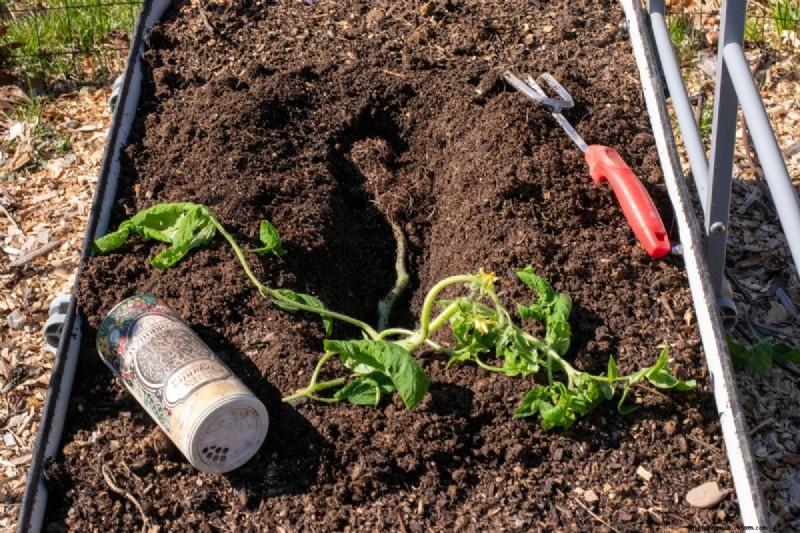 Boost Tomato Growth: Essential Amendments for Planting