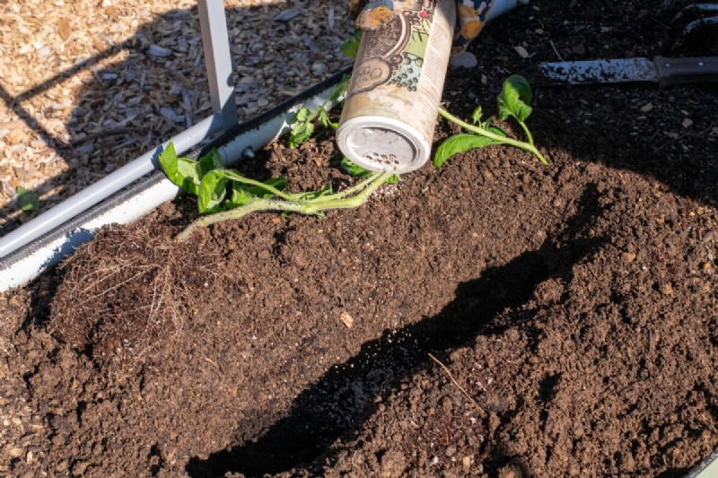 Boost Tomato Growth: Essential Amendments for Planting