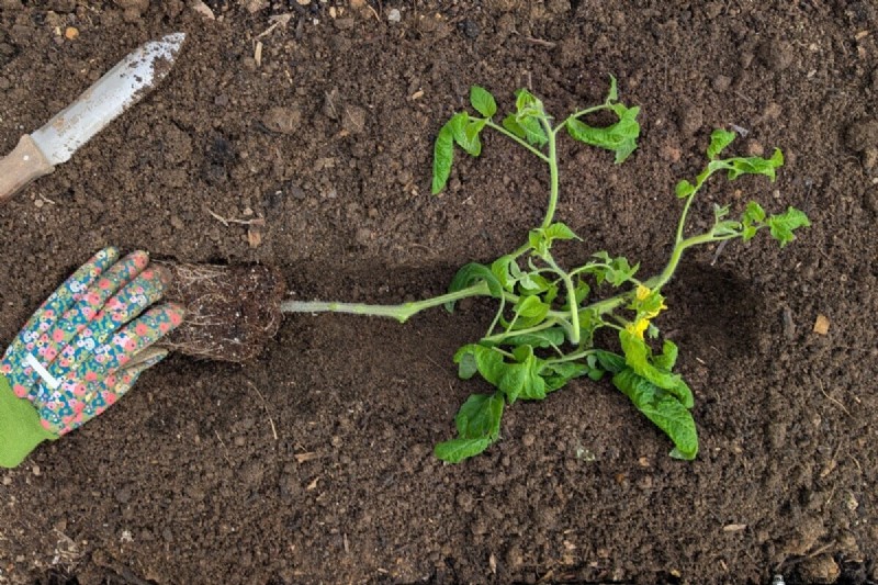 Boost Tomato Growth: Essential Amendments for Planting
