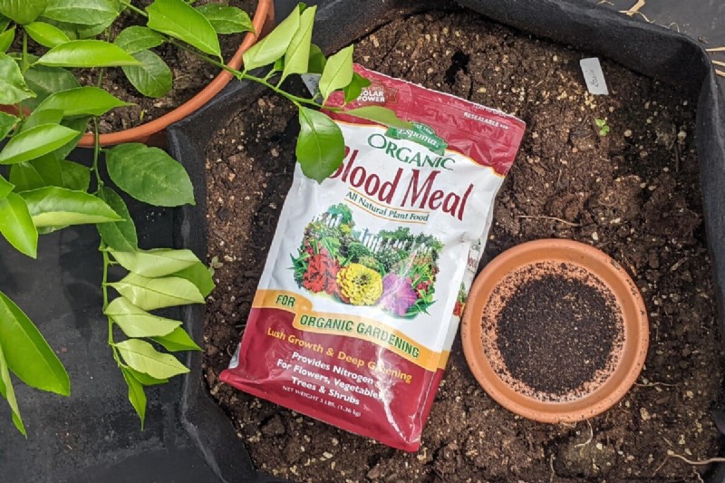 Boost Tomato Growth: Essential Amendments for Planting