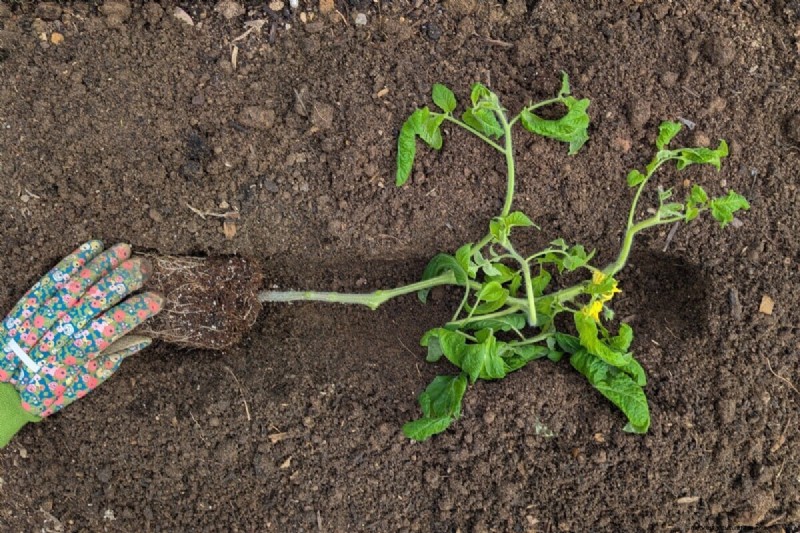 Sideways Tomato Planting: A Proven Gardening Technique