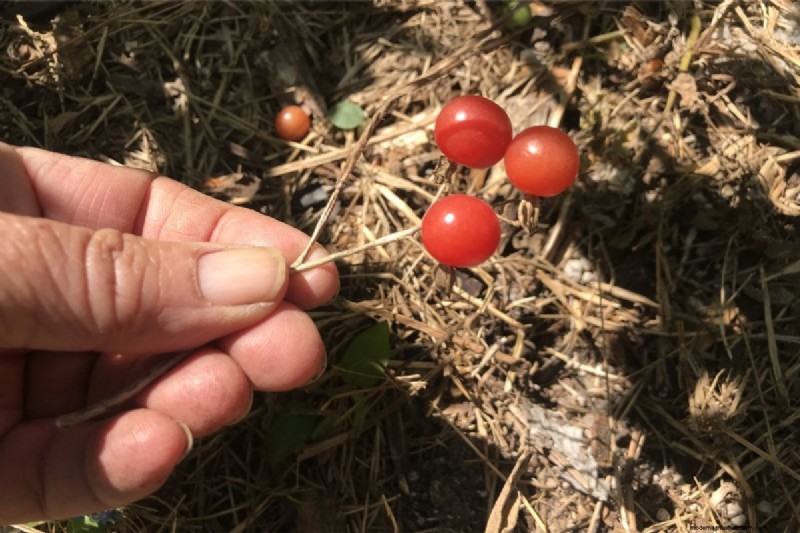 Sideways Tomato Planting: A Proven Gardening Technique