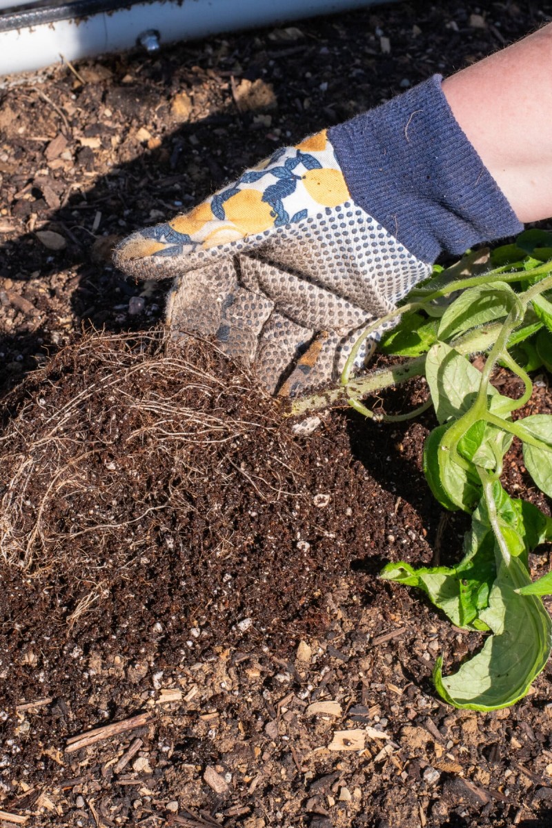 Sideways Tomato Planting: A Proven Gardening Technique