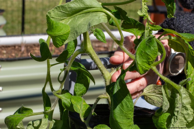 Sideways Tomato Planting: A Proven Gardening Technique