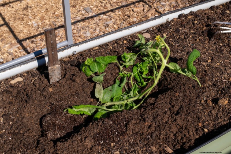 Sideways Tomato Planting: A Proven Gardening Technique