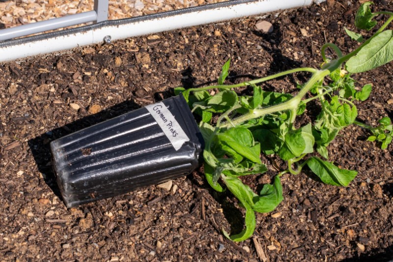Sideways Tomato Planting: A Proven Gardening Technique