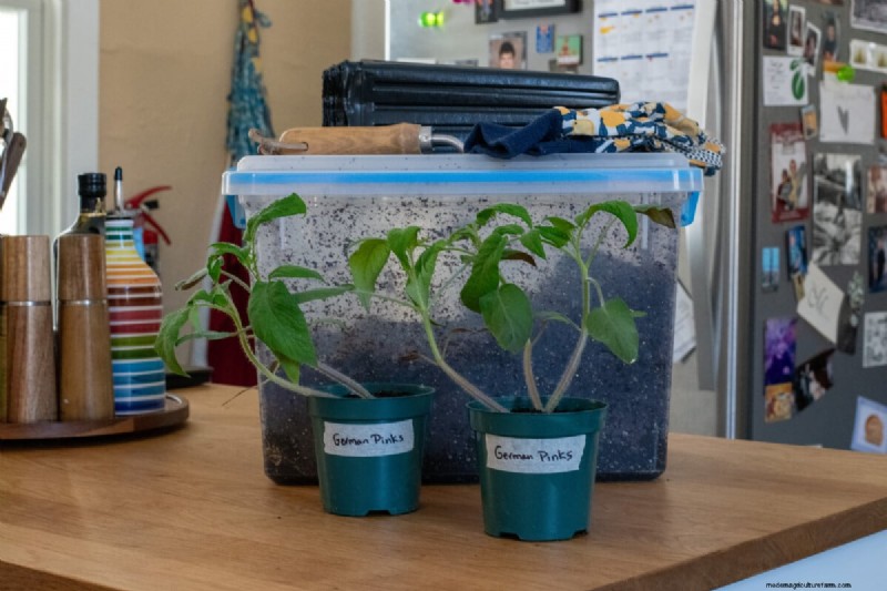 Sideways Tomato Planting: A Proven Gardening Technique