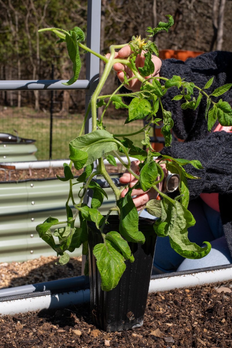 Sideways Tomato Planting: A Proven Gardening Technique