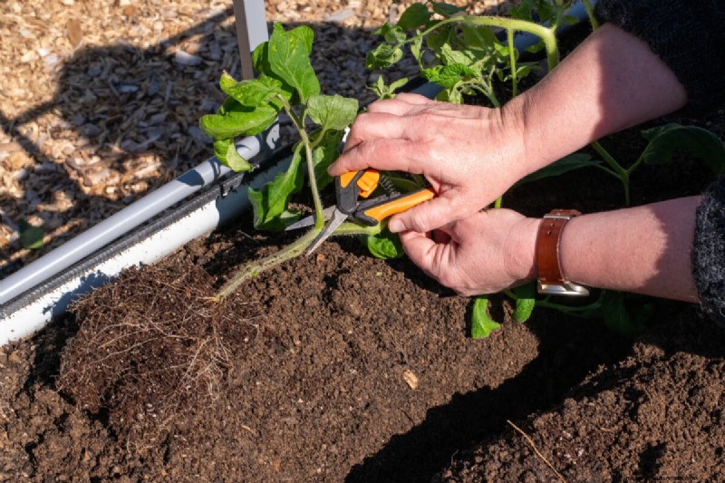 Sideways Tomato Planting: A Proven Gardening Technique