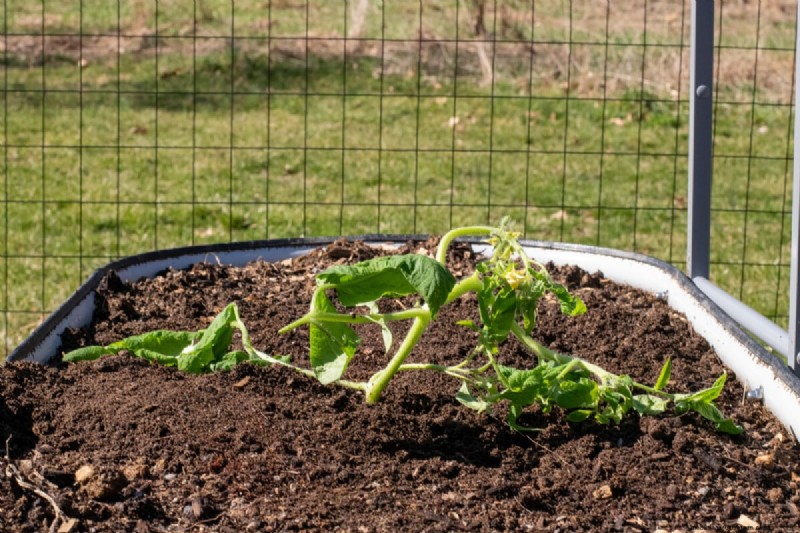 Sideways Tomato Planting: A Proven Gardening Technique
