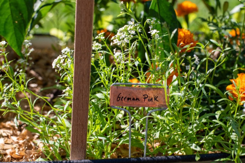 Beyond Marigolds: The Best Companion Plants for Healthy Tomatoes