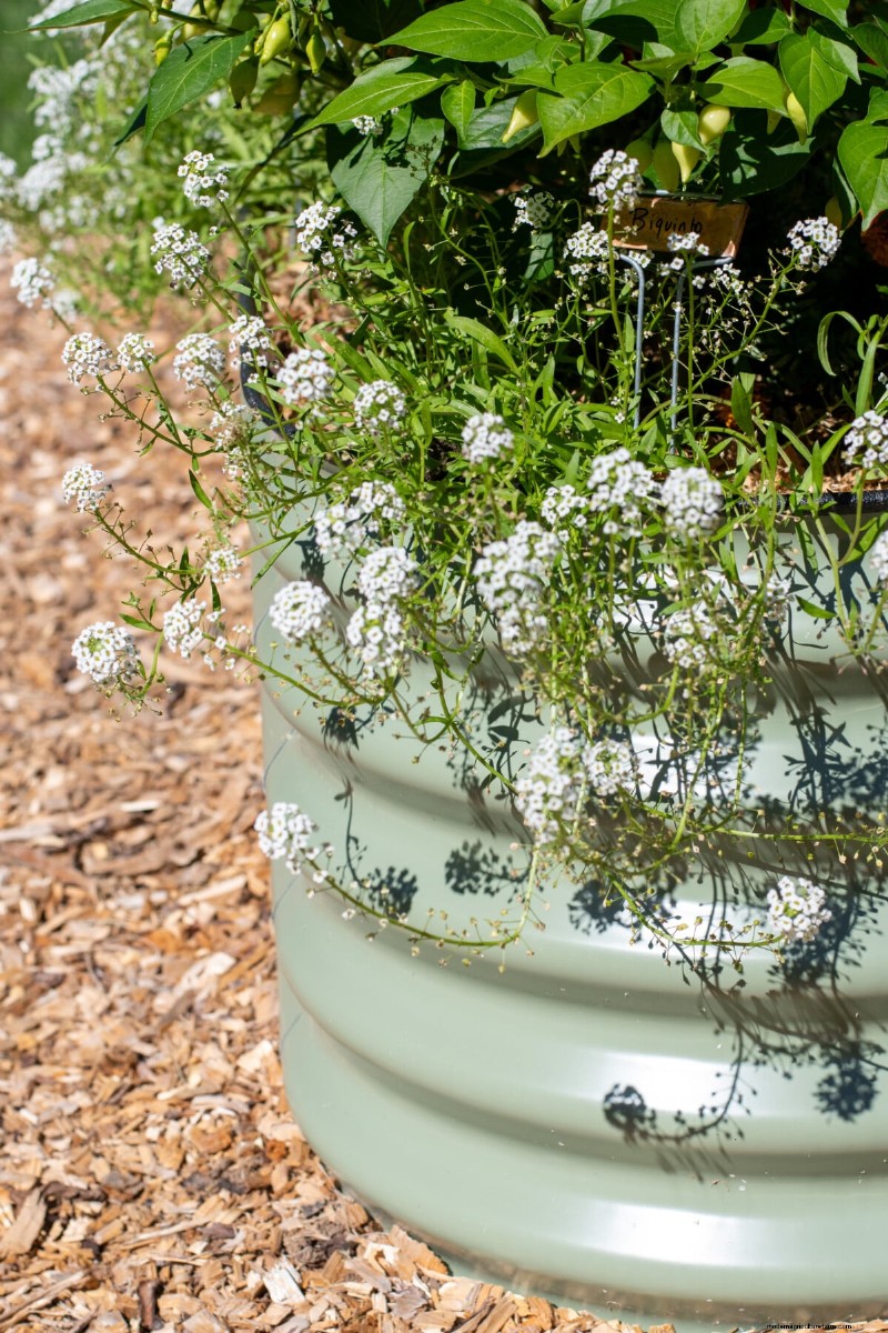 Beyond Marigolds: The Best Companion Plants for Healthy Tomatoes