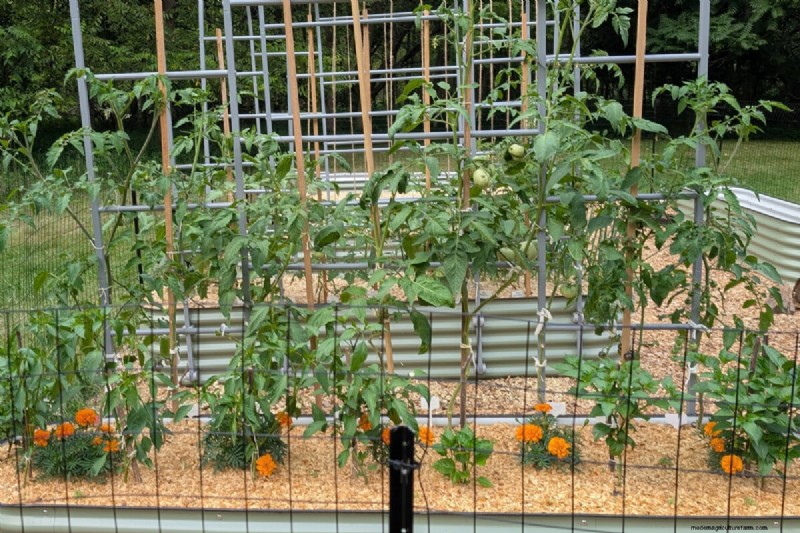 Beyond Marigolds: The Best Companion Plants for Healthy Tomatoes