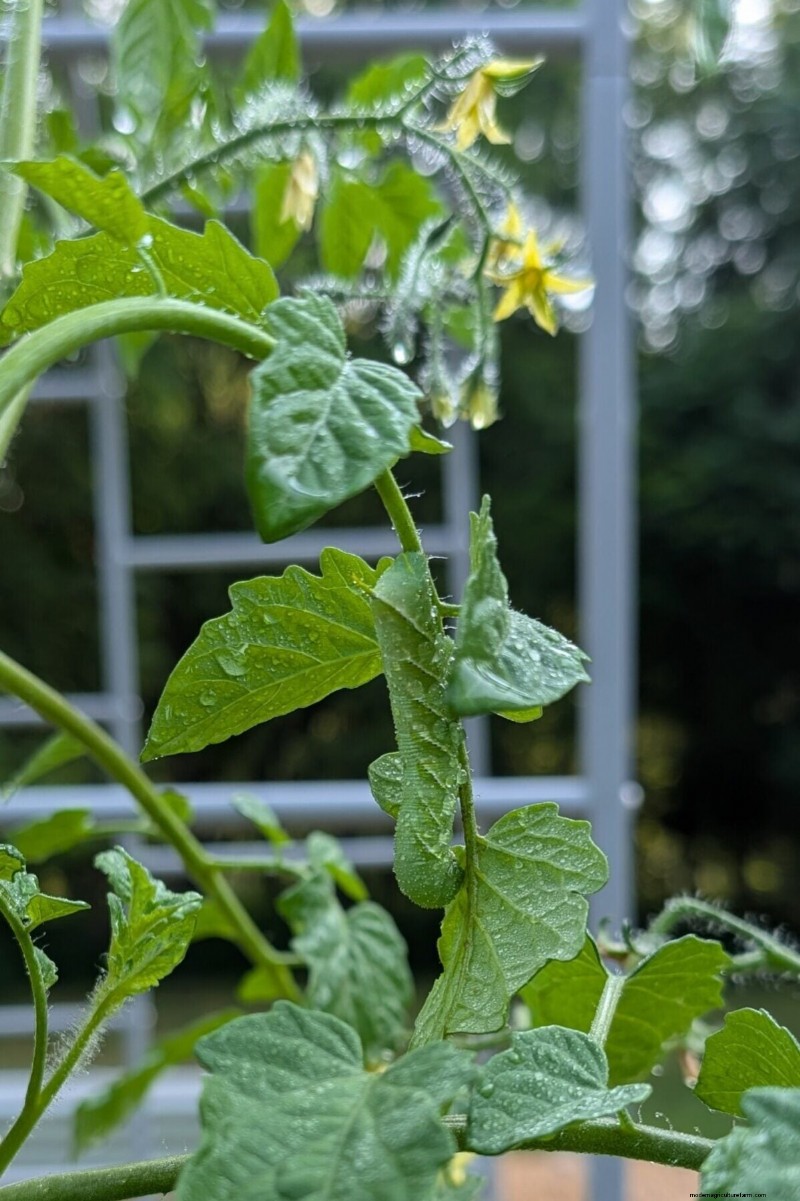 Beyond Marigolds: The Best Companion Plants for Healthy Tomatoes