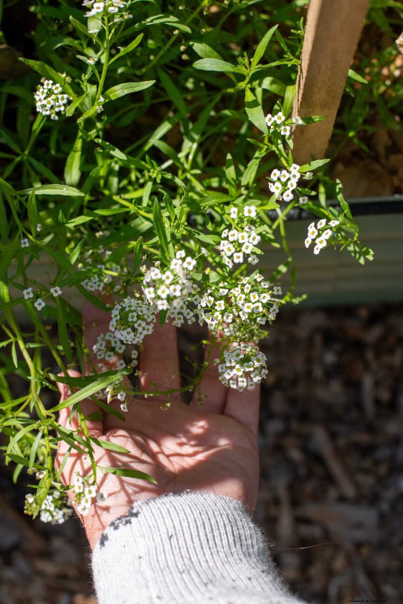 Beyond Marigolds: The Best Companion Plants for Healthy Tomatoes