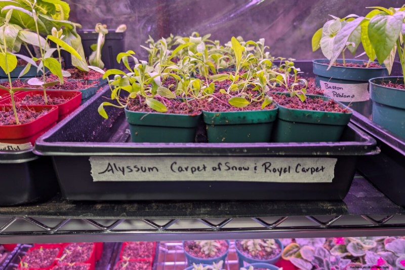 Beyond Marigolds: The Best Companion Plants for Healthy Tomatoes