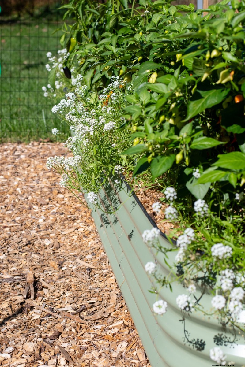 Beyond Marigolds: The Best Companion Plants for Healthy Tomatoes