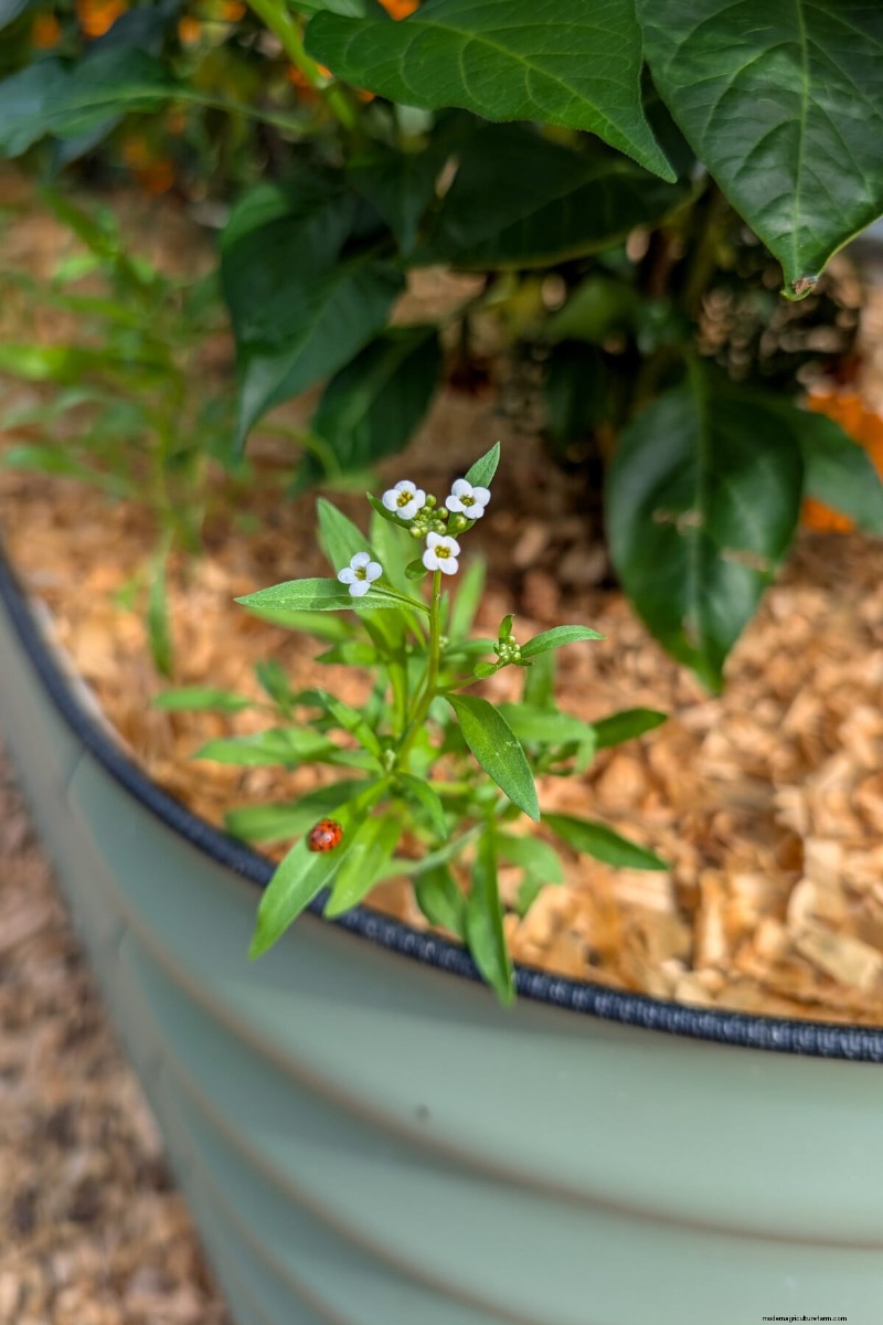 Beyond Marigolds: The Best Companion Plants for Healthy Tomatoes