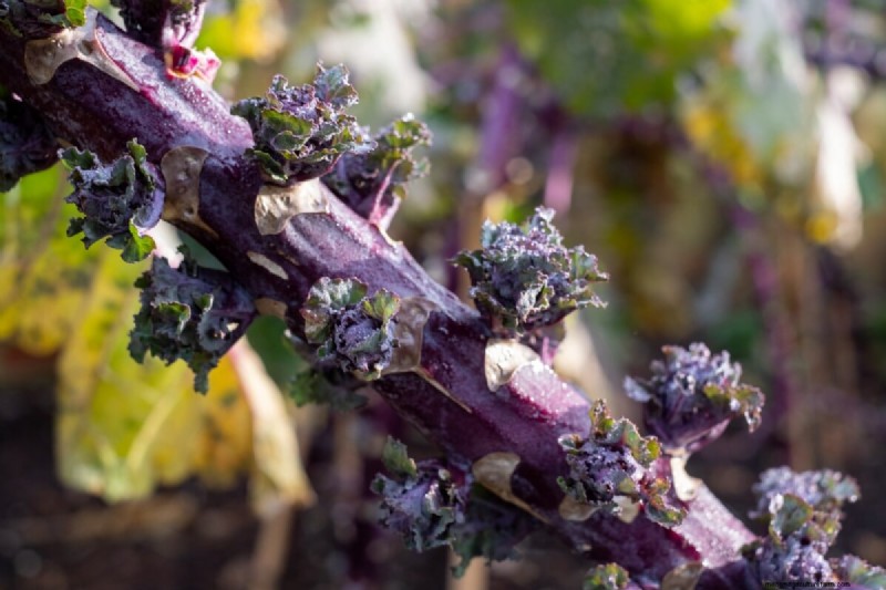 Kalettes: A Superior Kale Hybrid for Easier Cooking & Flavor