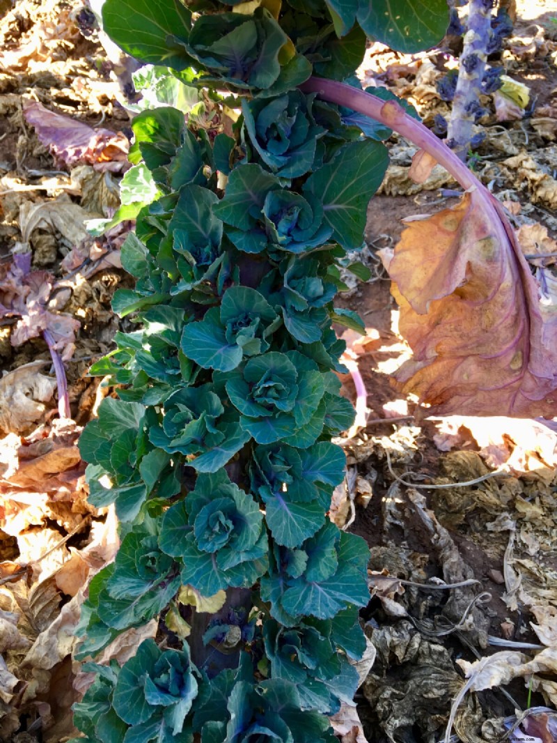 Kalettes: A Superior Kale Hybrid for Easier Cooking & Flavor