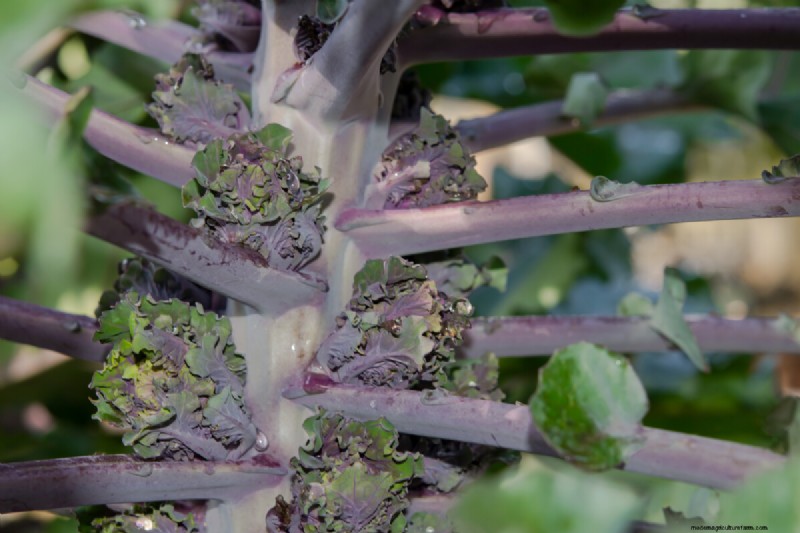 Kalettes: A Superior Kale Hybrid for Easier Cooking & Flavor