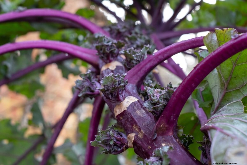 Kalettes: A Superior Kale Hybrid for Easier Cooking & Flavor