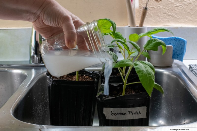 Rice Water for Plants: Benefits, Benefits & How to Use