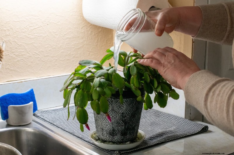 Rice Water for Plants: Benefits, Benefits & How to Use