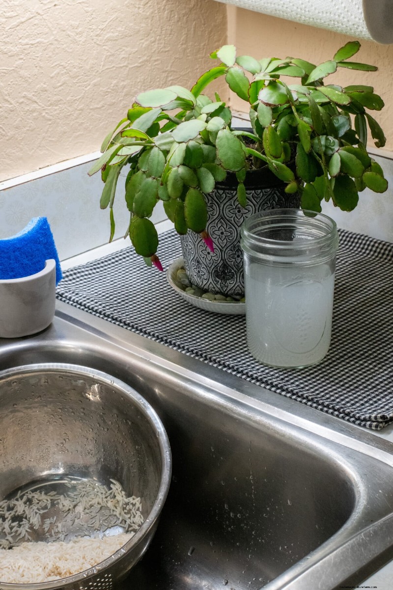 Rice Water for Plants: Benefits, Benefits & How to Use